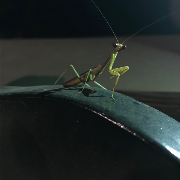 Meet your Posher, Lisa - Picture 1 of 1